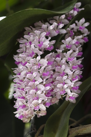 pink or purple Rhynchostylis Gigantea orchids in thailand の写真素材