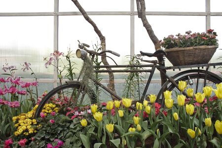 fresh of colorful tulips in gardenの写真素材