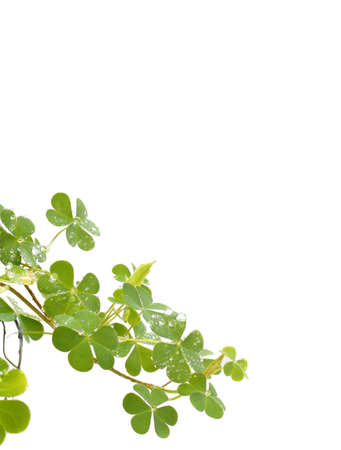 Green leave on white backgroundの写真素材