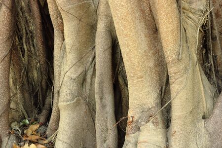 Closeup of banyan tree rootsの写真素材