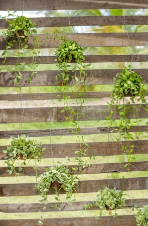Green creeper plant hanging on wooden fence.の写真素材