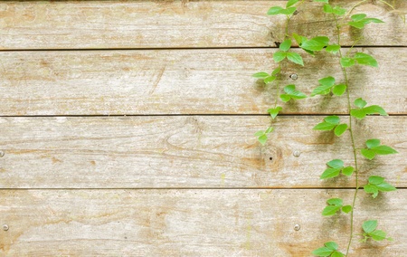 old wooden background with green creeper の写真素材