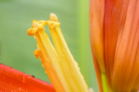 Closeup orange banana flower on the tree