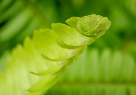 Closeup of fern  Shallow depth of field の写真素材