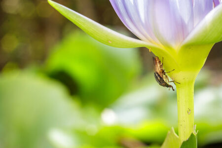 Insect  spawn under purple lotus petals.