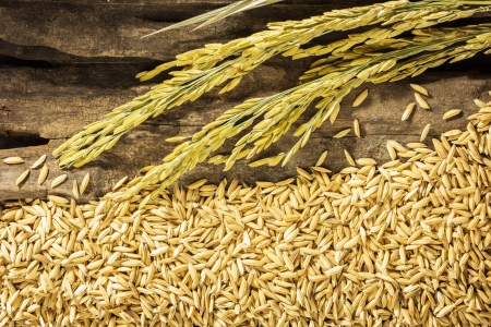 dry paddy and spike on grunge wooden  の写真素材