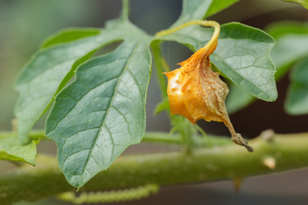 Closeup ripe balsam apple on branch.の写真素材