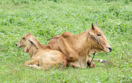 Brown cow is resting in the pasture.の写真素材