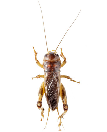 Cricket (Gryllus)  on white background,Brachytrupes portentosus.の写真素材