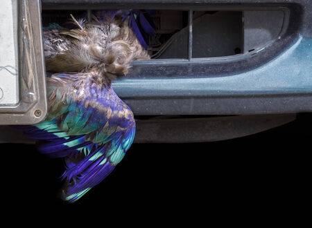 Dead bird stuck in front of car.の写真素材