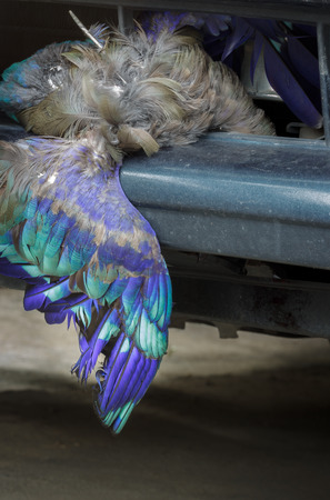 Dead bird stuck in front of car.の写真素材