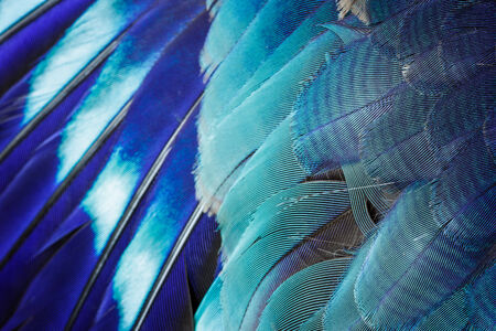 Closeup blue feather background,selected focus.の写真素材