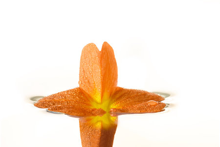 Orange flower with drops on white background and reflection in water,の写真素材