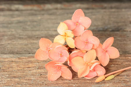 Ixora flower with drops on wooden background.