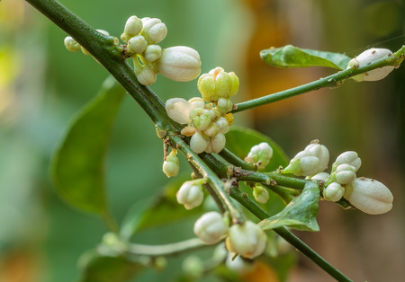 Closeup lime flower in garden.