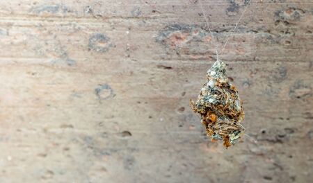 Close up insect chrysalis hanging on wall