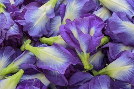 Close up butterfly pea as background ,Clitoria ternatea.の写真素材