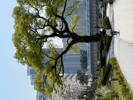 old massive tree in the middle of city center.