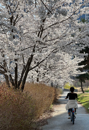 Riding a bicycle on a spring day with cherry blossoms in full bloom.