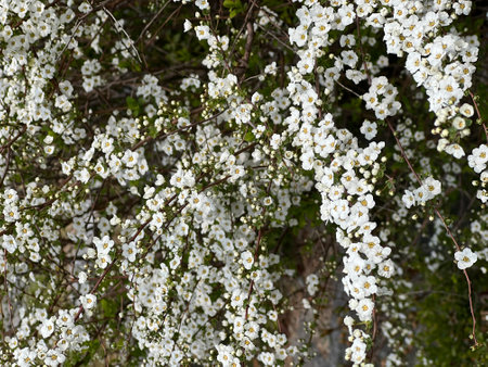 white bridal wreath flowers are fully bloomed in spring time.