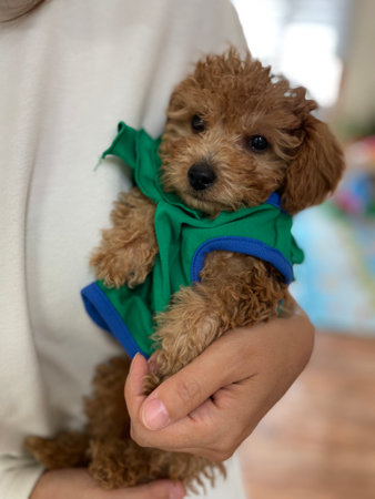 A poodle with curly and fluffy fur, black eyes and nose, and lots of charm.