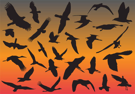 Birdsのイラスト素材