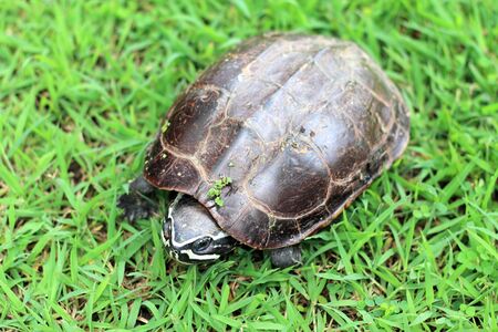  A small Turtle one on the green grass.