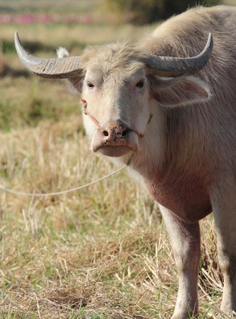 Albino Buffalo in rural areasの写真素材