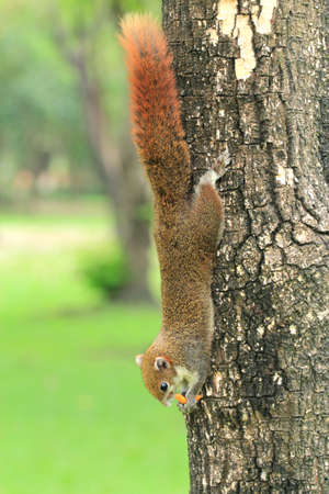 The red squirrel eating snack on a tree