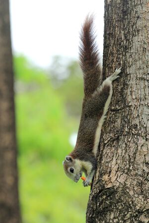 The red squirrel eating snack on a treeの写真素材