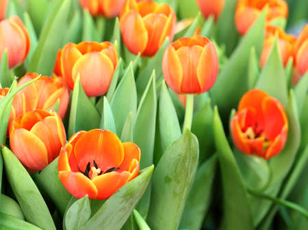 Beautiful spring tulip flowersの写真素材