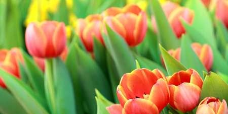 Beautiful spring tulip flowersの写真素材