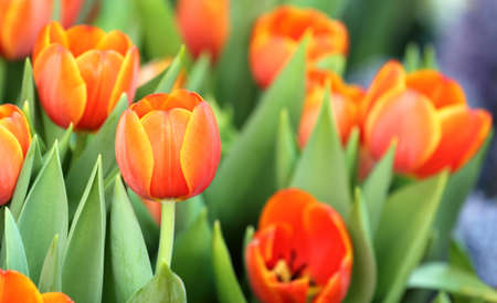 Beautiful spring tulip flowersの写真素材
