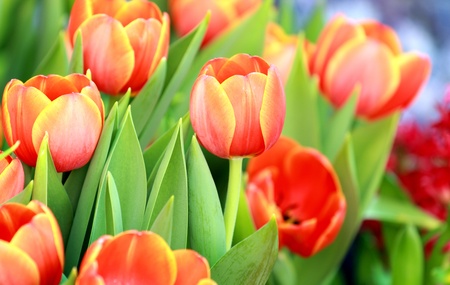 Beautiful spring tulip flowersの写真素材