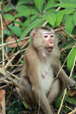 Monkey wildlife in the naturalの写真素材