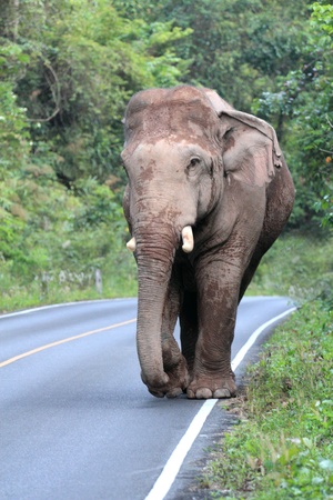 Elephant walking on the road in the forestの写真素材