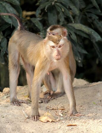 Monkey wildlife in the naturalの写真素材