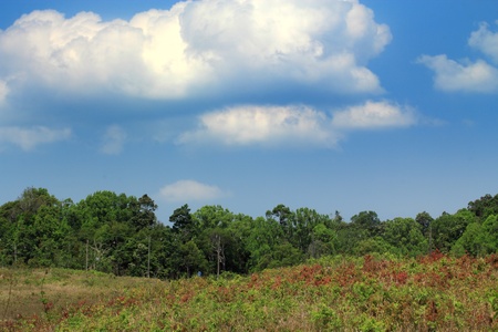Blue sky in the forestの写真素材