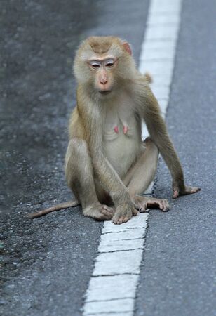 Monkey wildlife in the naturalの写真素材