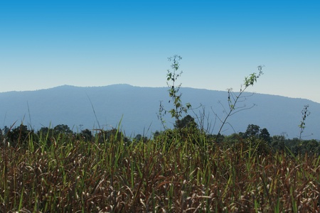 Valley in the forestの写真素材