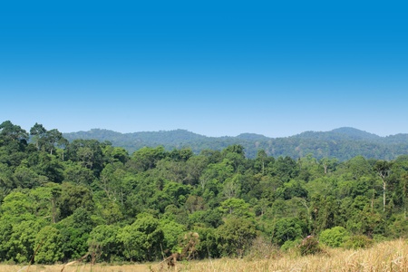 Valley in the forestの写真素材