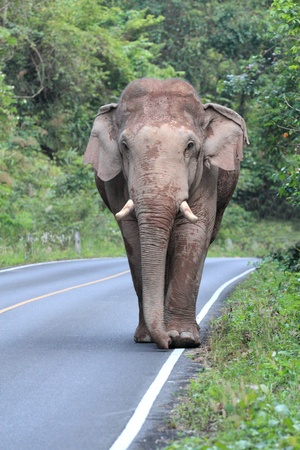Elephant walking on the road in the forestの写真素材