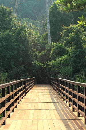 Wooden bridge traveler the forestの写真素材