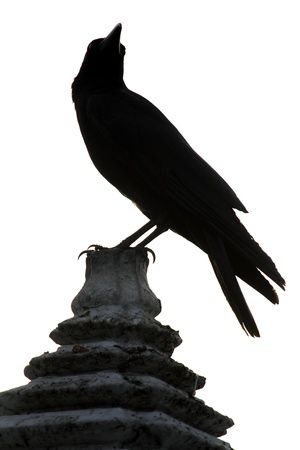 Crow in the evening on the temple wallの写真素材