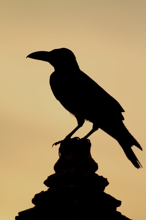 Crow in the evening on the temple wallの写真素材