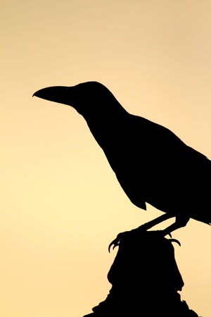 Crow in the evening on the temple wallの写真素材
