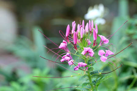 Beautiful pink flowerの写真素材