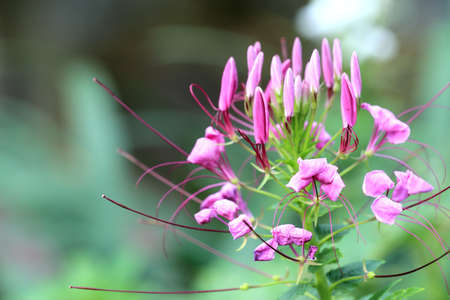 Beautiful pink flowerの写真素材