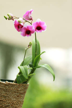 Purple orchids outdoorの写真素材