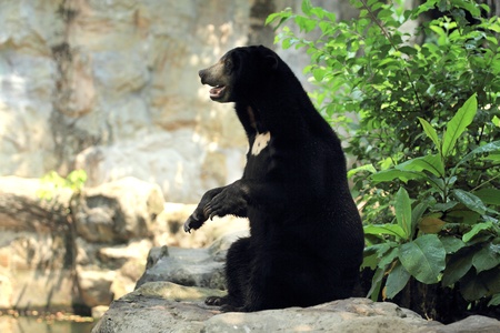 Malayan Sun Bear at the zooの写真素材